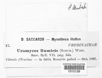 Uromyces rumicis image